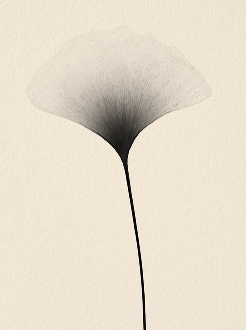 Antoine Khôl | Untitled 2000 - Ginko