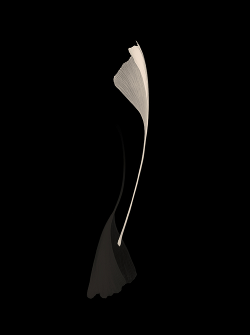 Antoine Khôl | Untitled 2001 - Ginko
