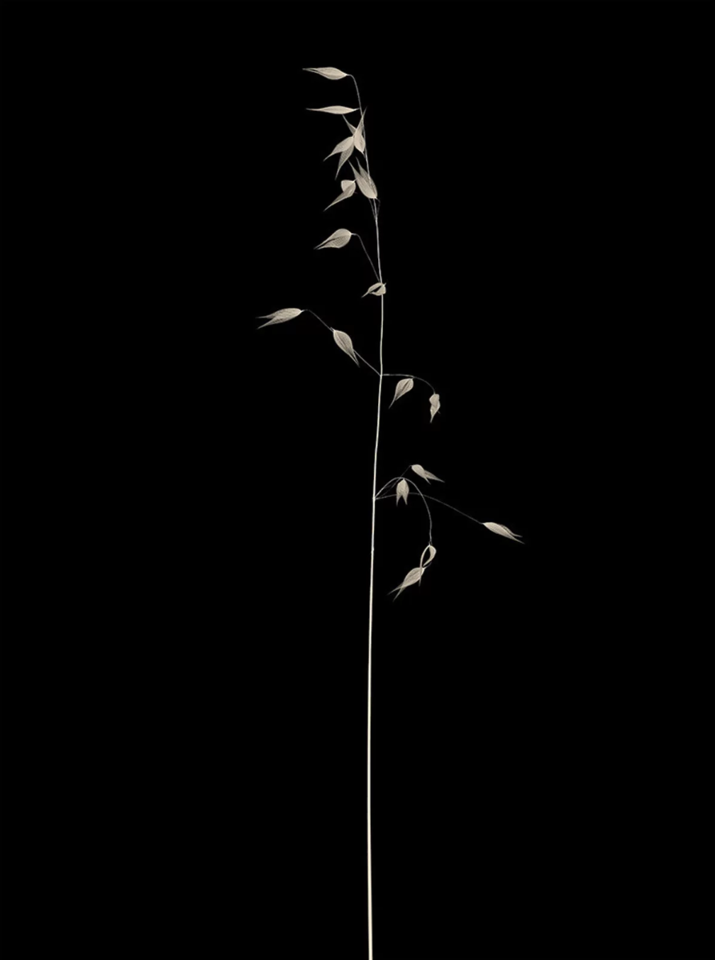 Antoine Khôl | Untitled 1G