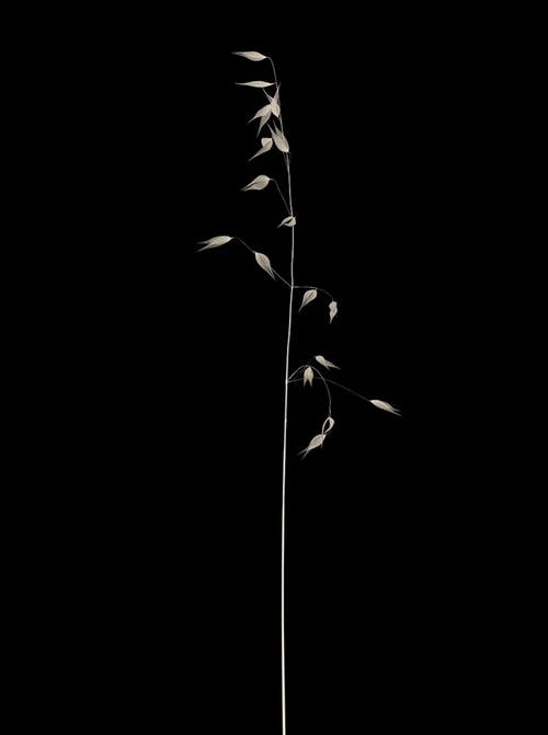 Antoine Khôl | Untitled 1G